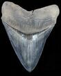 Serrated, Megalodon Tooth - Gorgeous Tooth #56510-1